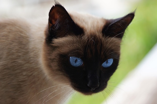 kočka s modrýma očima.jpg