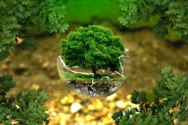 strom v bubline.jpg